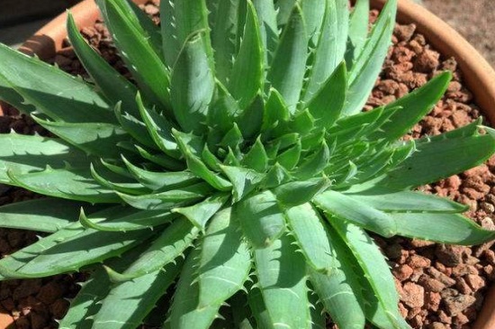 芦荟女王可以水养吗,不可水养根系容易腐烂