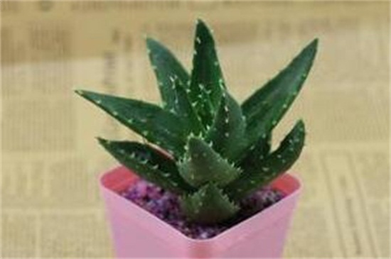 不夜城病虫害及其预防和治疗,腐根病剪根换土撒药