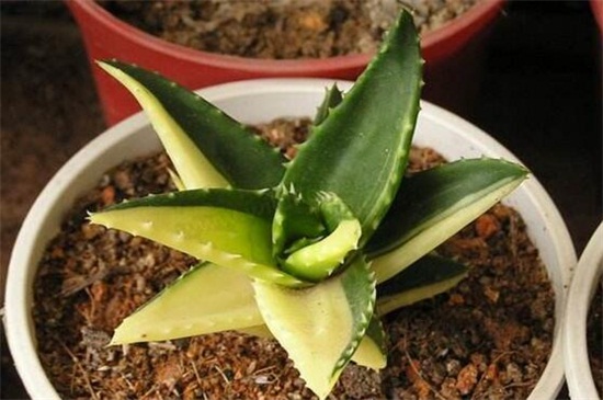 不夜城病虫害及其预防和治疗,腐根病剪根换土撒药