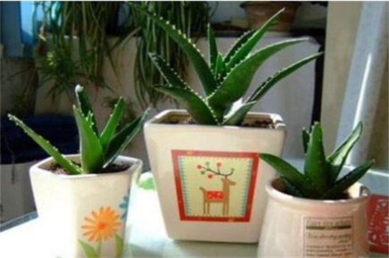 不夜城病虫害及其预防和治疗,腐根病剪根换土撒药