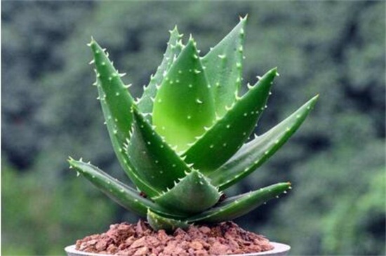 不夜城病虫害及其预防和治疗,腐根病剪根换土撒药