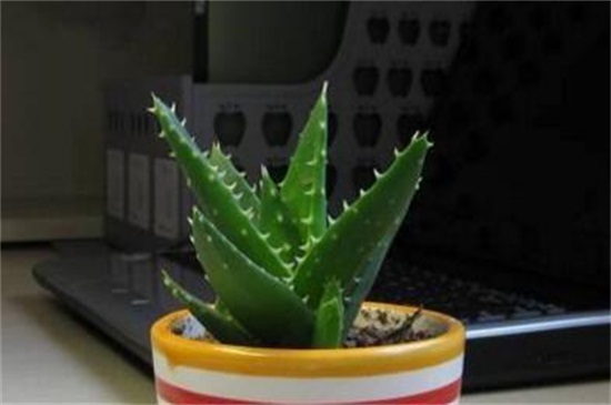 不夜城换盆留意事项，换盆时间避免伤根