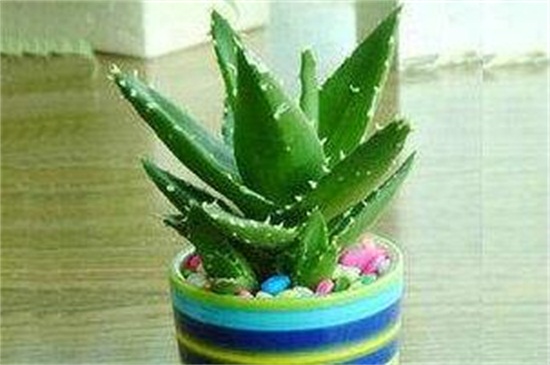 不夜城换盆留意事项，换盆时间避免伤根