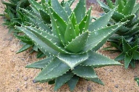 不夜城换盆留意事项，换盆时间避免伤根