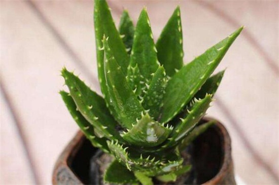 不夜城换盆留意事项，换盆时间避免伤根