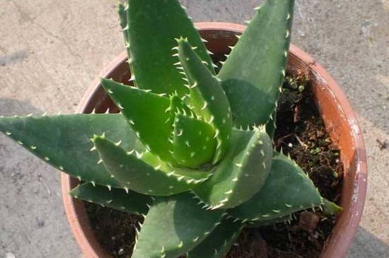 不夜城的养殖办法和留意事项，施稀薄液肥半阴养护