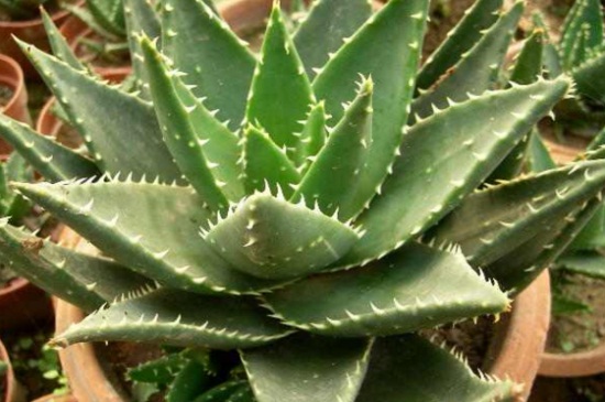 不夜城的养殖办法和留意事项，施稀薄液肥半阴养护