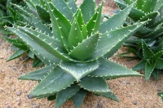 不夜城的养殖办法和留意事项，施稀薄液肥半阴养护