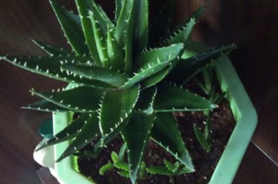 不夜城的养殖办法和留意事项，施稀薄液肥半阴养护