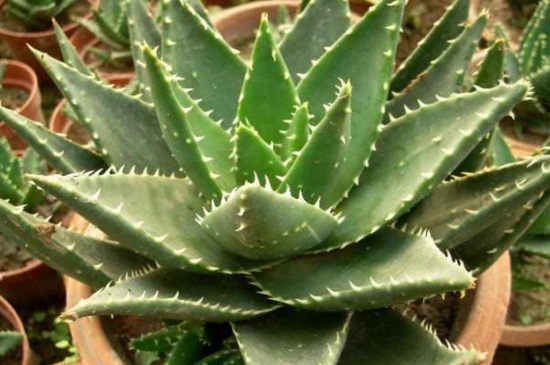 不夜城芦荟和开普芦荟的区别,4大外形特征区分两者