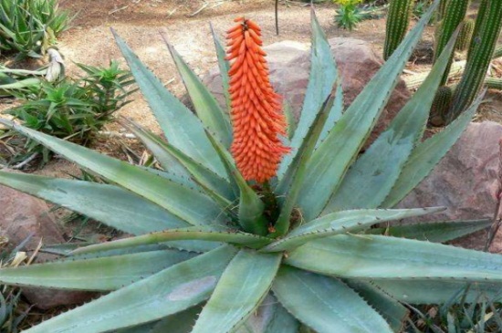 不夜城芦荟和开普芦荟的区别,4大外形特征区分两者