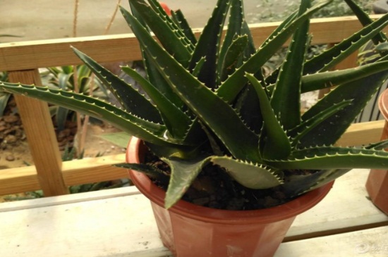 不夜城芦荟和开普芦荟的区别,4大外形特征区分两者