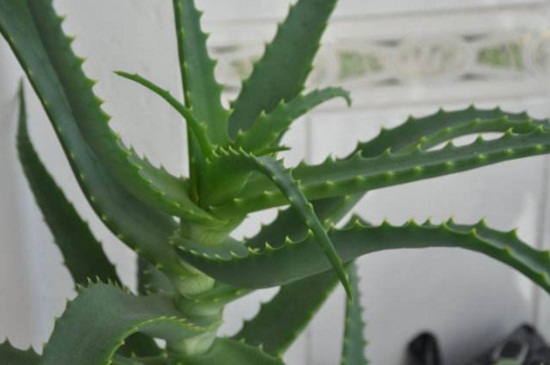 不夜城芦荟和开普芦荟的区别,4大外形特征区分两者