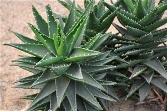 不夜城烂根如何办，剪根更土控水光照养护