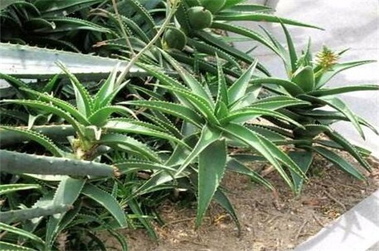 不夜城烂根如何办，剪根更土控水光照养护