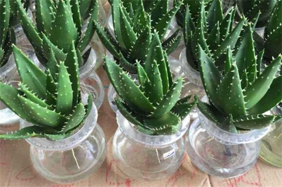 不夜城烂根如何办，剪根更土控水光照养护