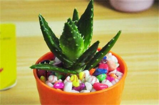 不夜城叶子发黄如何办，补充光照更换盆土