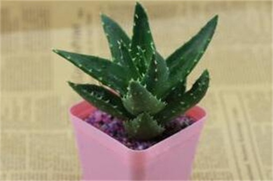 不夜城叶子发黄如何办，补充光照更换盆土