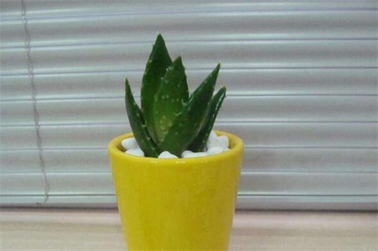 不夜城叶子发黄如何办，补充光照更换盆土