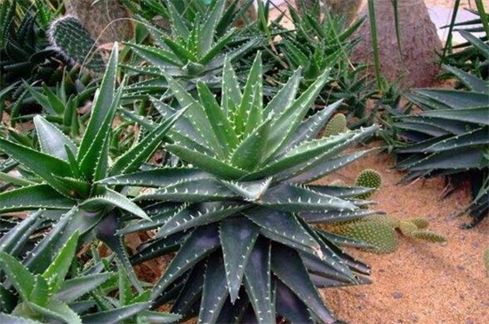 不夜城叶子发黄如何办，补充光照更换盆土