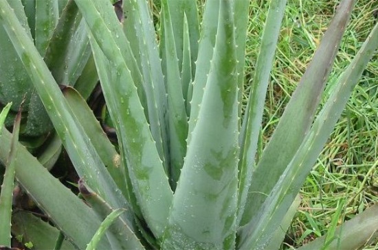 芦荟变得软了如何救，4种办法使其快速恢复生机