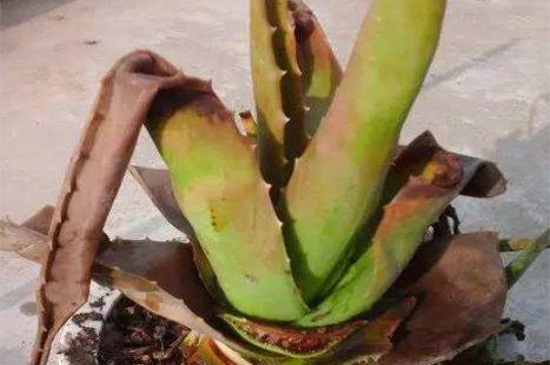 芦荟变得软了如何救，4种办法使其快速恢复生机