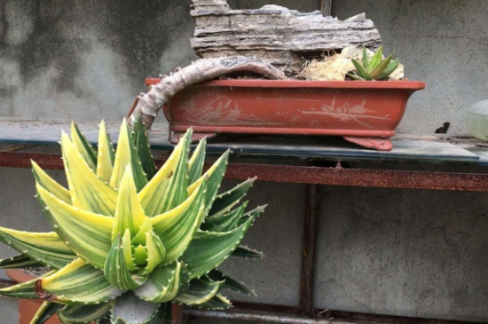 芦荟黄叶如何办，调整温度并背光养护