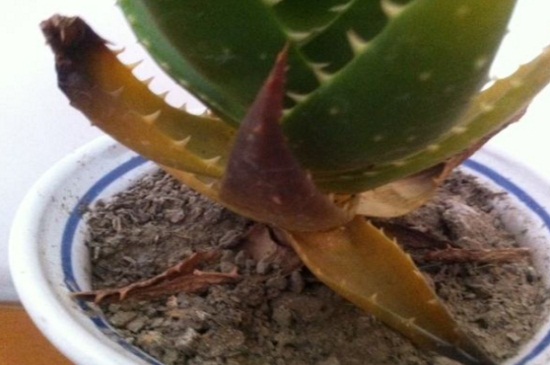 芦荟黄叶如何办，调整温度并背光养护