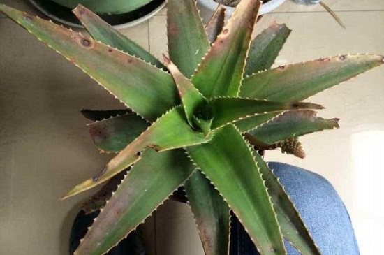 芦荟黄叶如何办，调整温度并背光养护