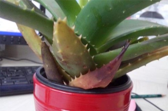 芦荟黄叶如何办，调整温度并背光养护