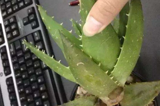 芦荟变黄了如何回事,缺少水分或土壤板结