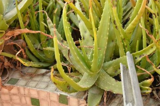 芦荟变黄了如何回事,缺少水分或土壤板结