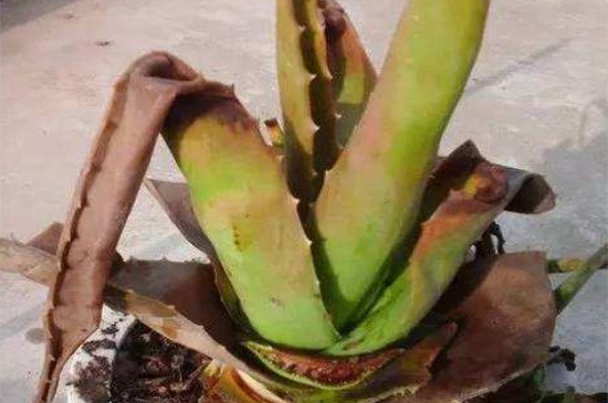 芦荟变黄了如何回事,缺少水分或土壤板结