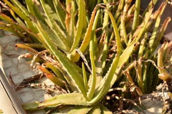 芦荟变黄了如何回事,缺少水分或土壤板结