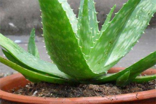 如何知道芦荟缺水了，叶子干瘪并出现黄叶