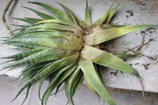 如何知道芦荟缺水了，叶子干瘪并出现黄叶