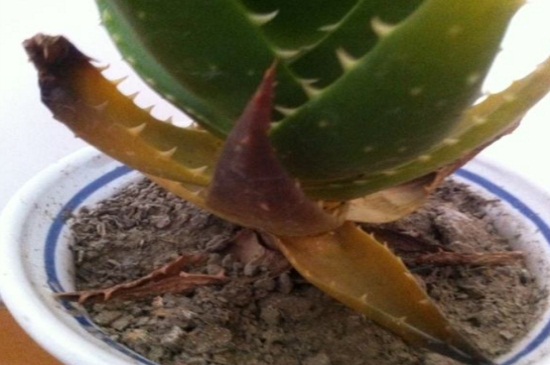 如何知道芦荟缺水了，叶子干瘪并出现黄叶