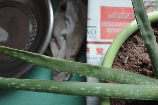 如何知道芦荟缺水了，叶子干瘪并出现黄叶