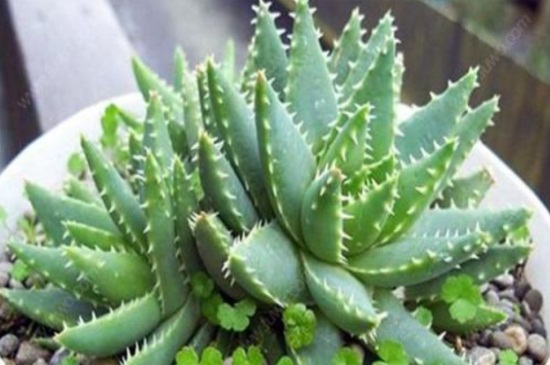 冬季芦荟叶子变薄，盆土缺水或日照过强