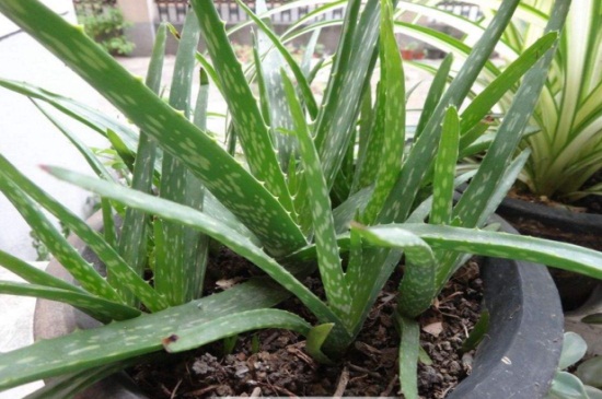 冬季芦荟叶子变薄，盆土缺水或日照过强