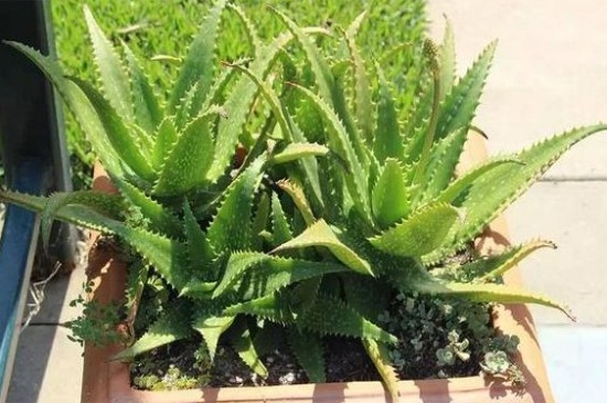 冬季芦荟叶子变薄，盆土缺水或日照过强