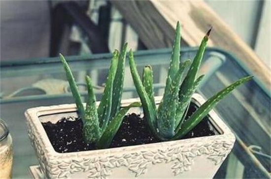 芦荟变成褐色如何处理,4个步骤使其恢复生机