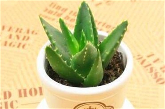 芦荟变成褐色如何处理,4个步骤使其恢复生机