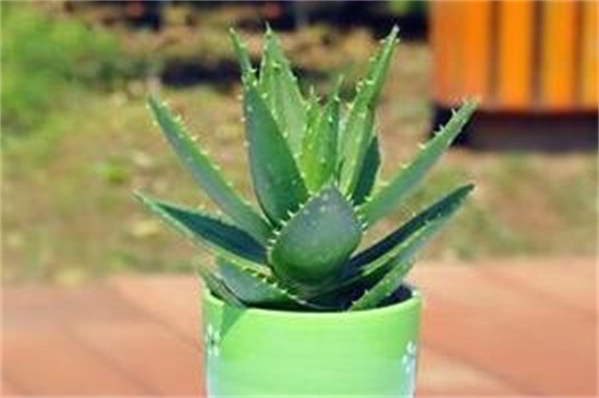 芦荟变成褐色如何处理,4个步骤使其恢复生机