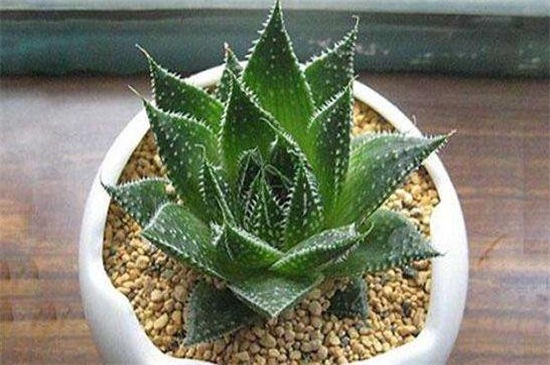 芦荟叶子如何变厚实吗,补充光照及时追肥