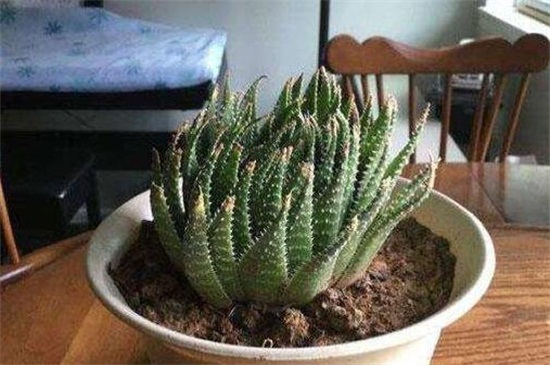 芦荟叶子如何变厚实吗,补充光照及时追肥