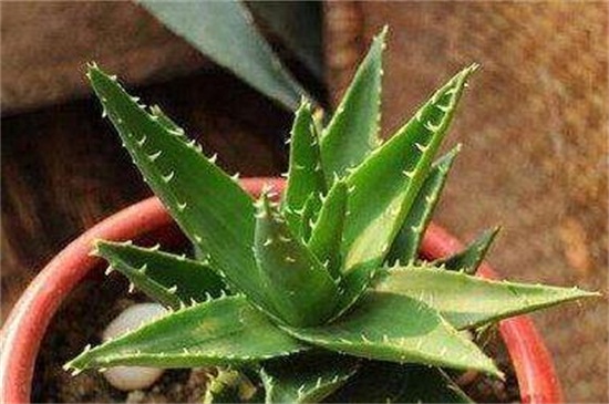 芦荟叶子如何变厚实吗,补充光照及时追肥