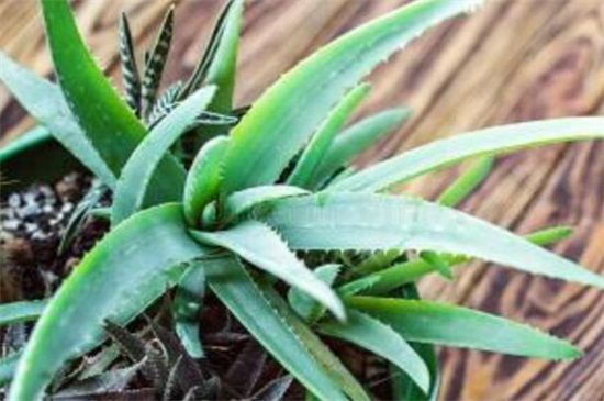 芦荟叶子如何变厚实吗,补充光照及时追肥
