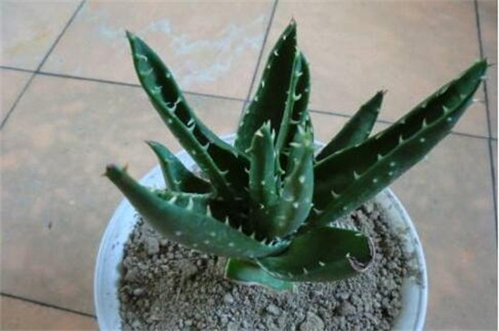 盆栽芦荟叶子发黄如何办，更换盆土控制水肥