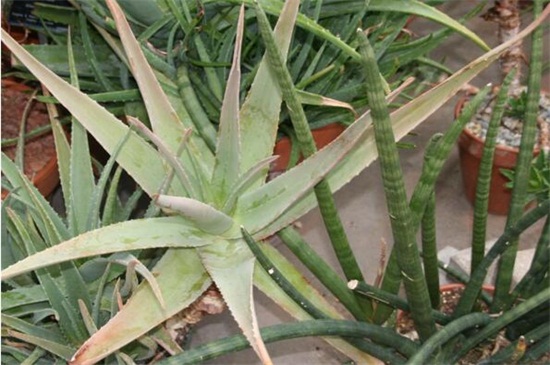 盆栽芦荟叶子发黄如何办，更换盆土控制水肥